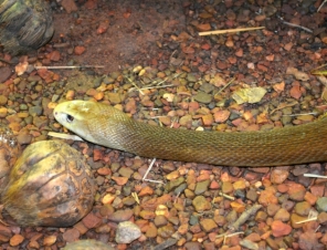 Brown Snake